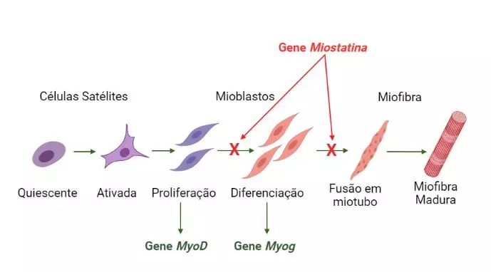 gene da miostatina myod e myog